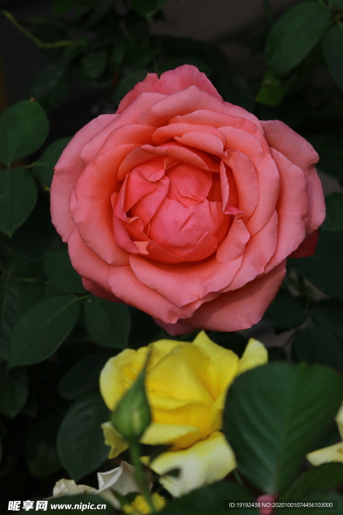 月季花