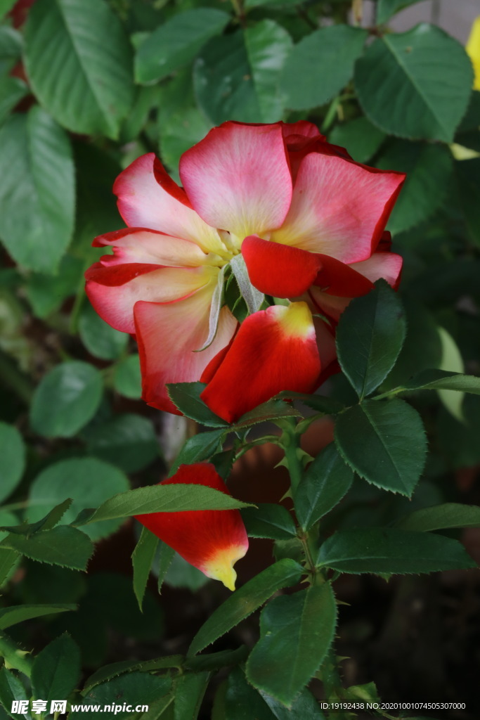 月季花