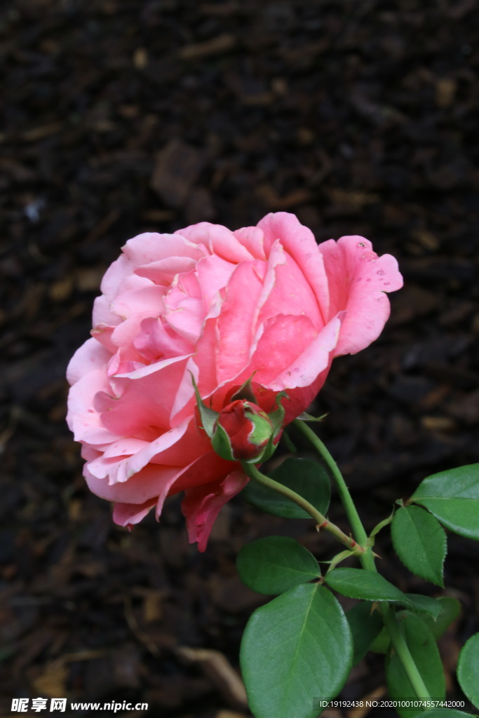 月季花