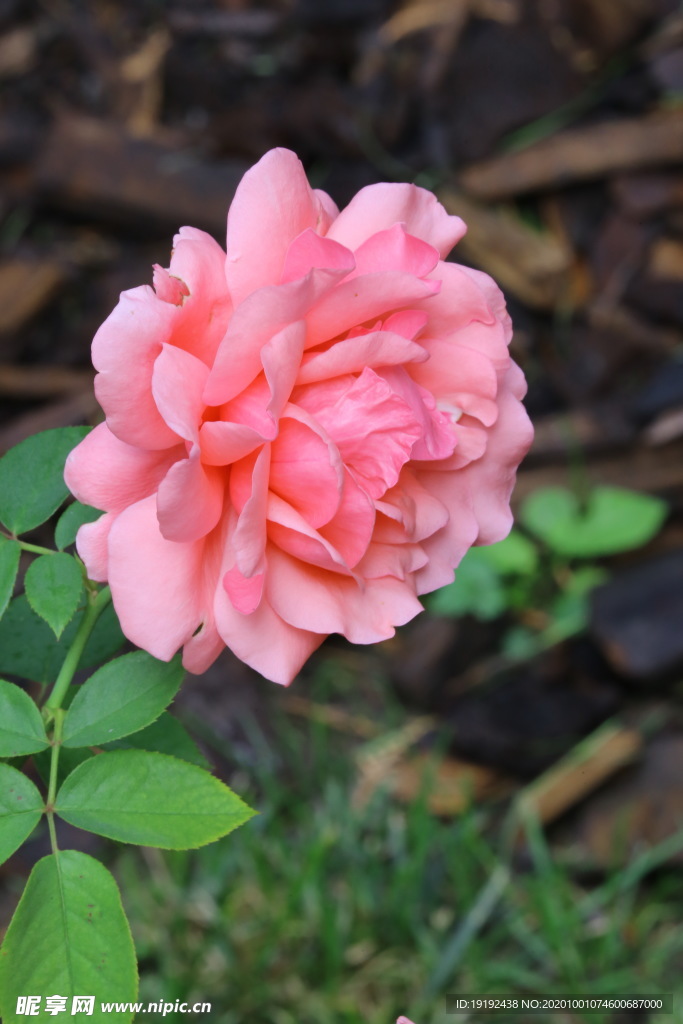 月季花