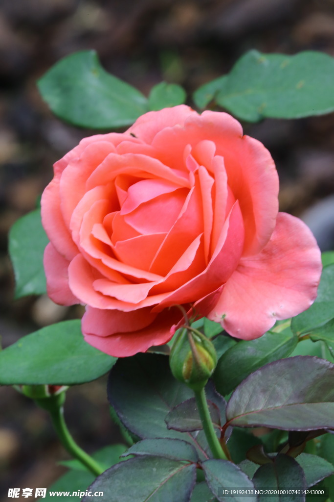 月季花