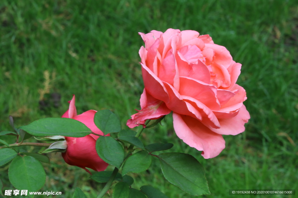 月季花