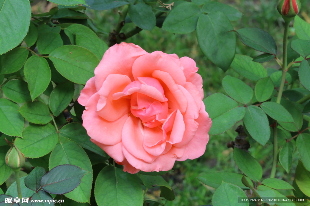 月季花