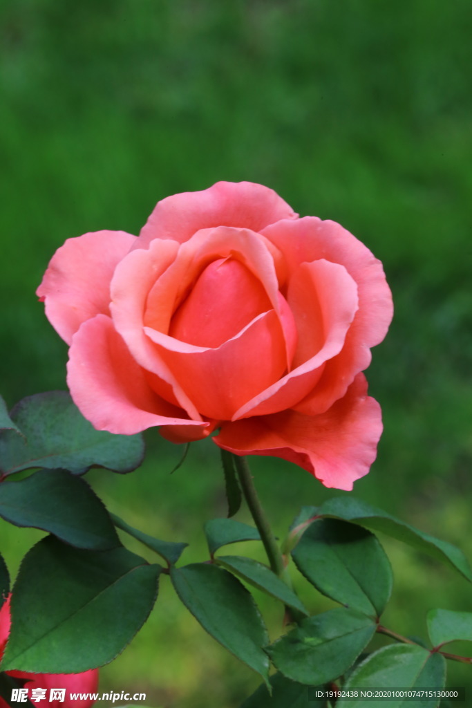 月季花