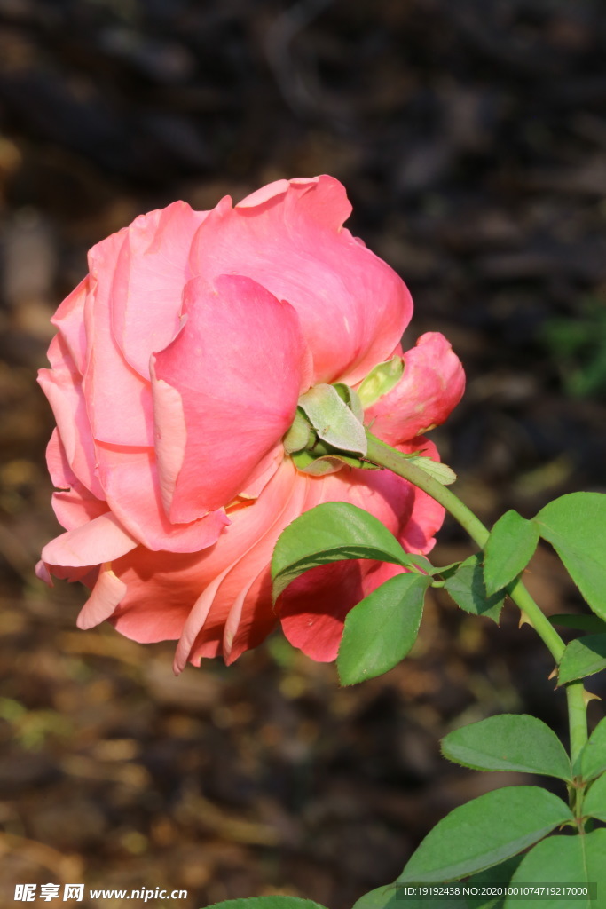 月季花