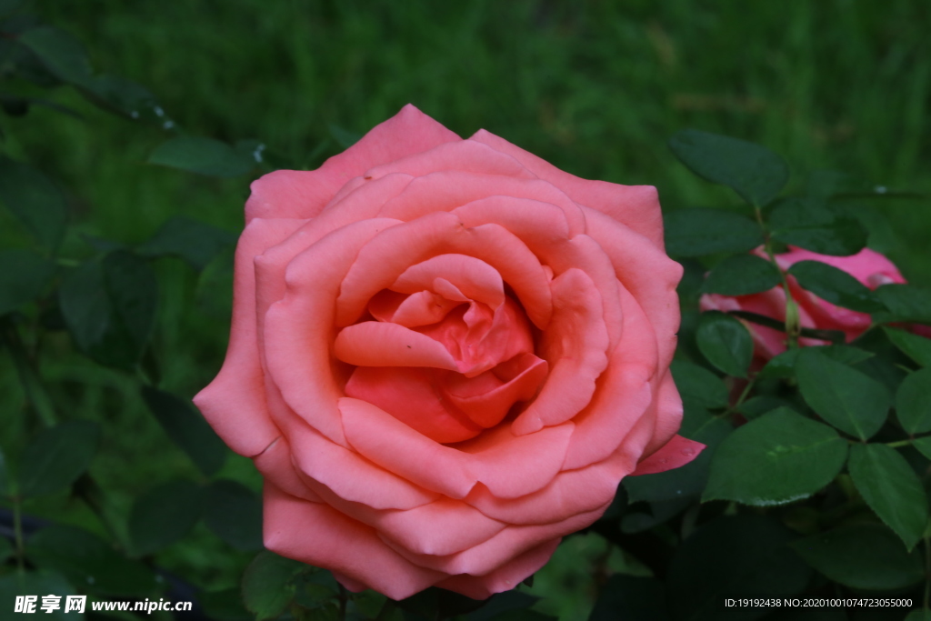 月季花