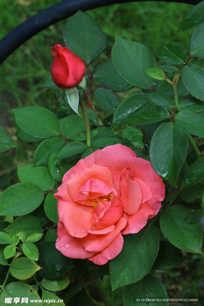 月季花