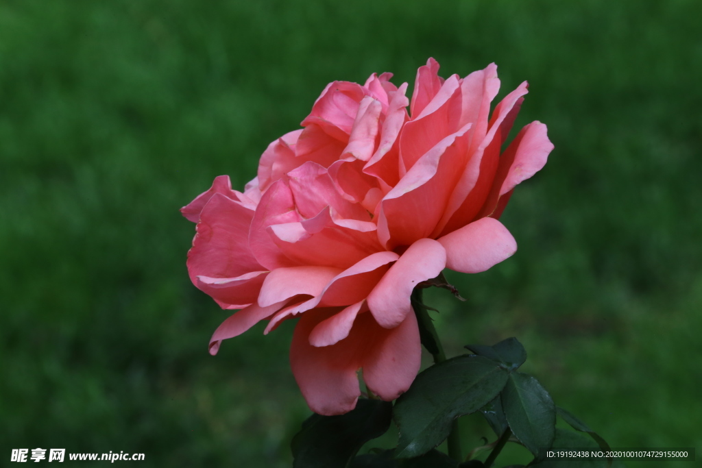 月季花