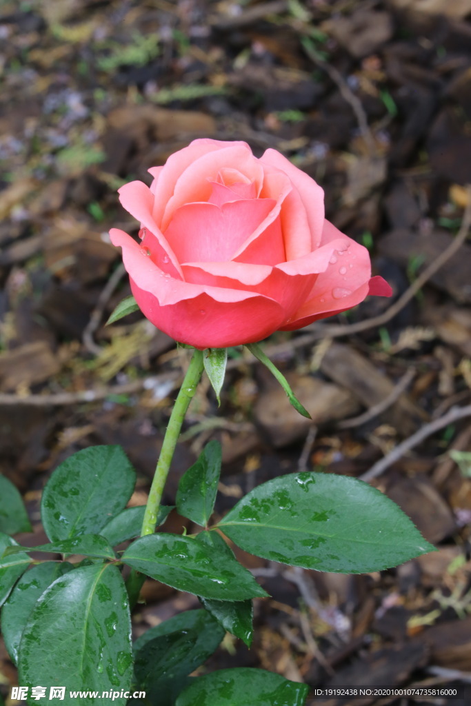 月季花
