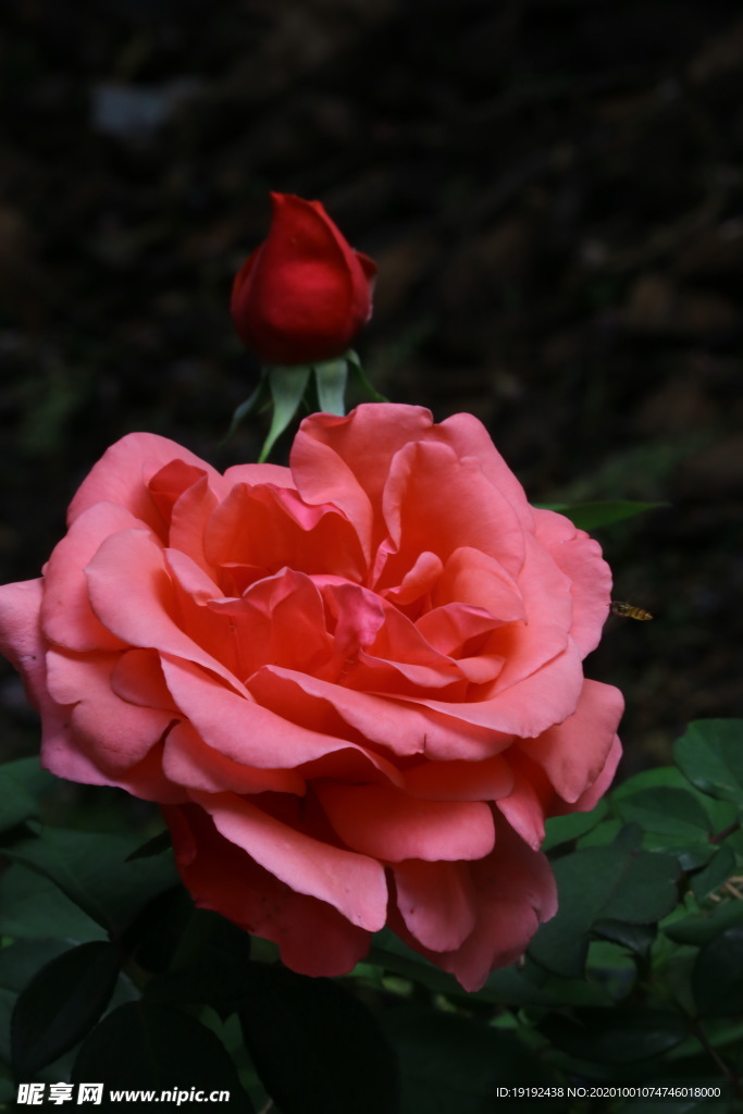 月季花