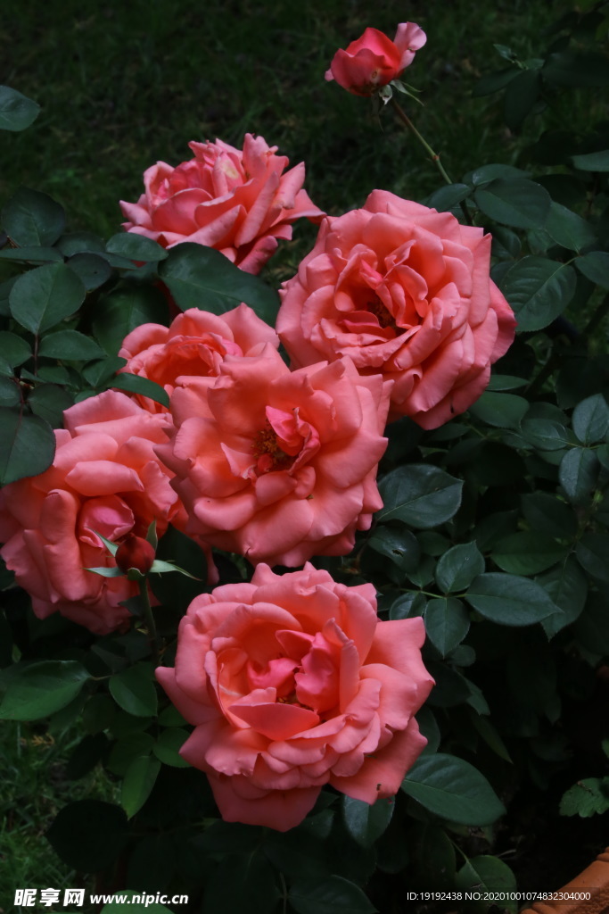 月季花