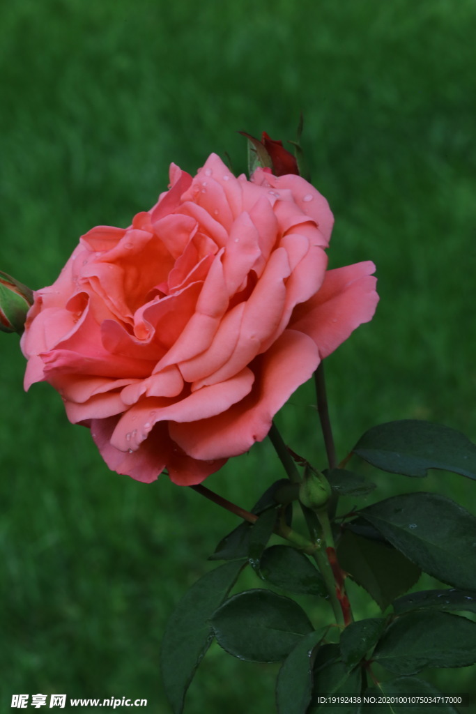 月季花