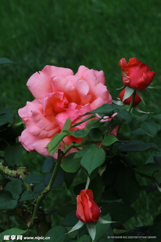 月季花