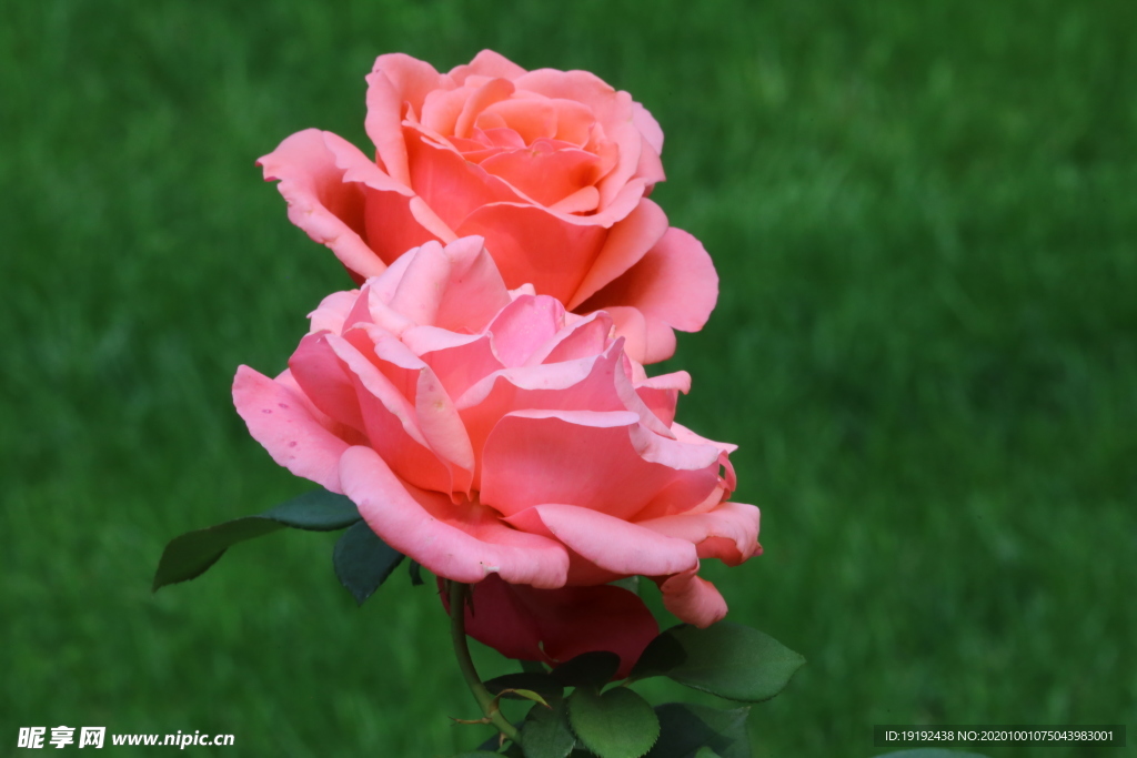 月季花