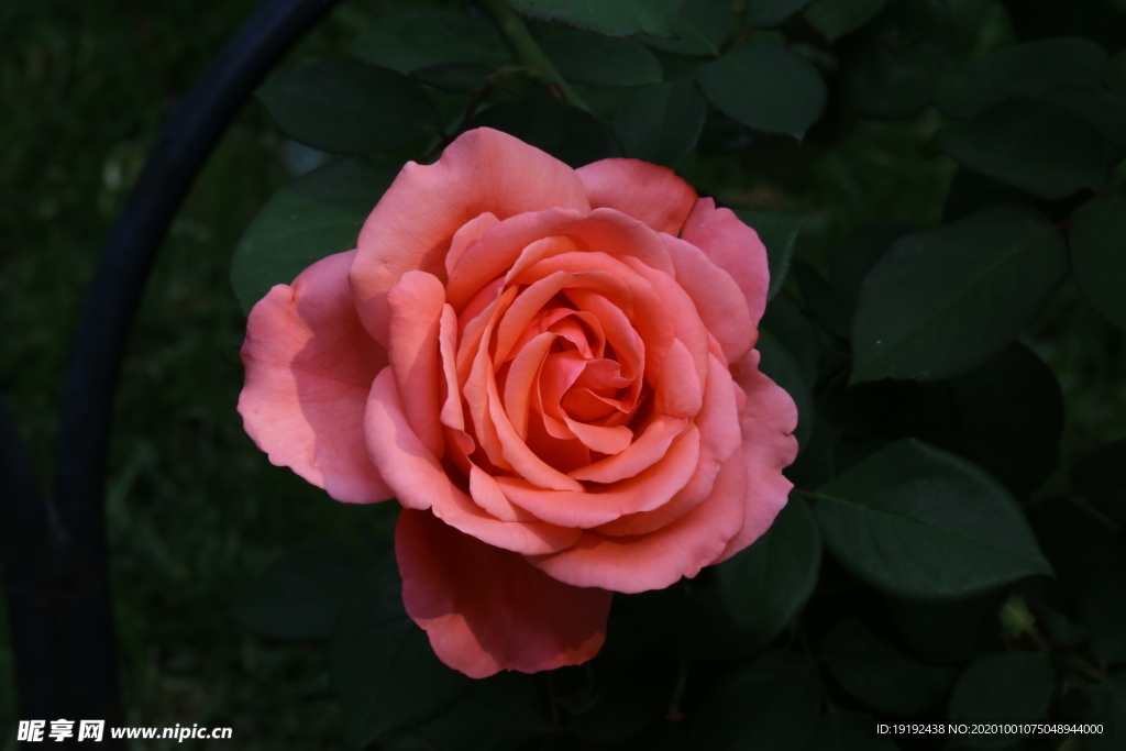 月季花
