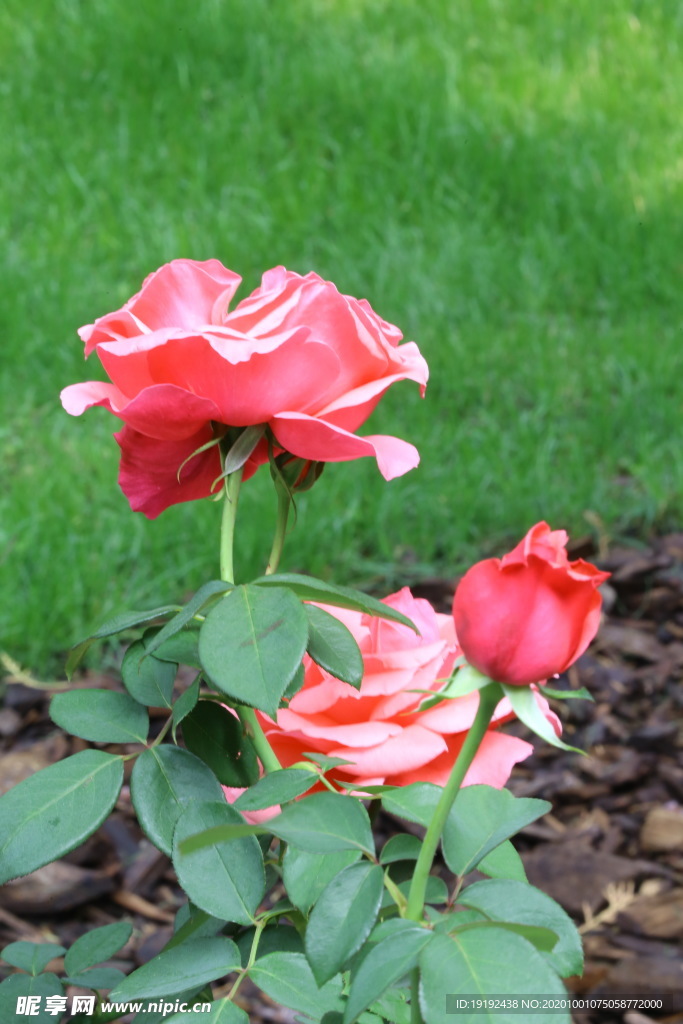 月季花