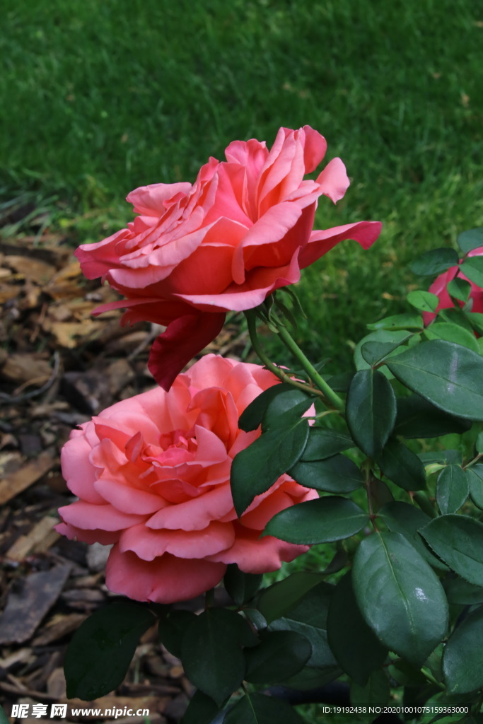 月季花