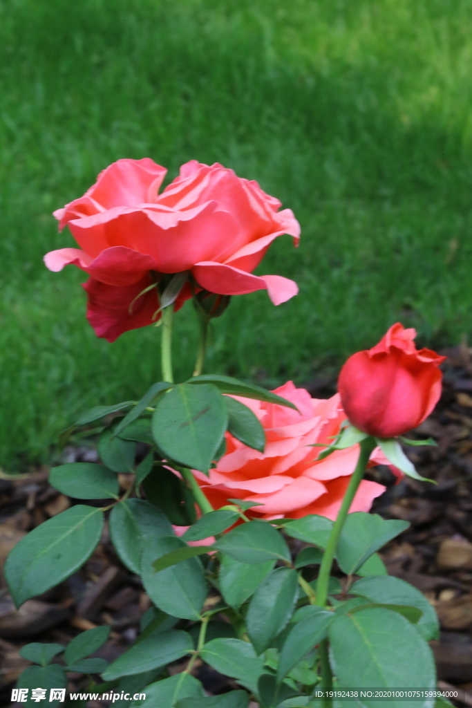 月季花