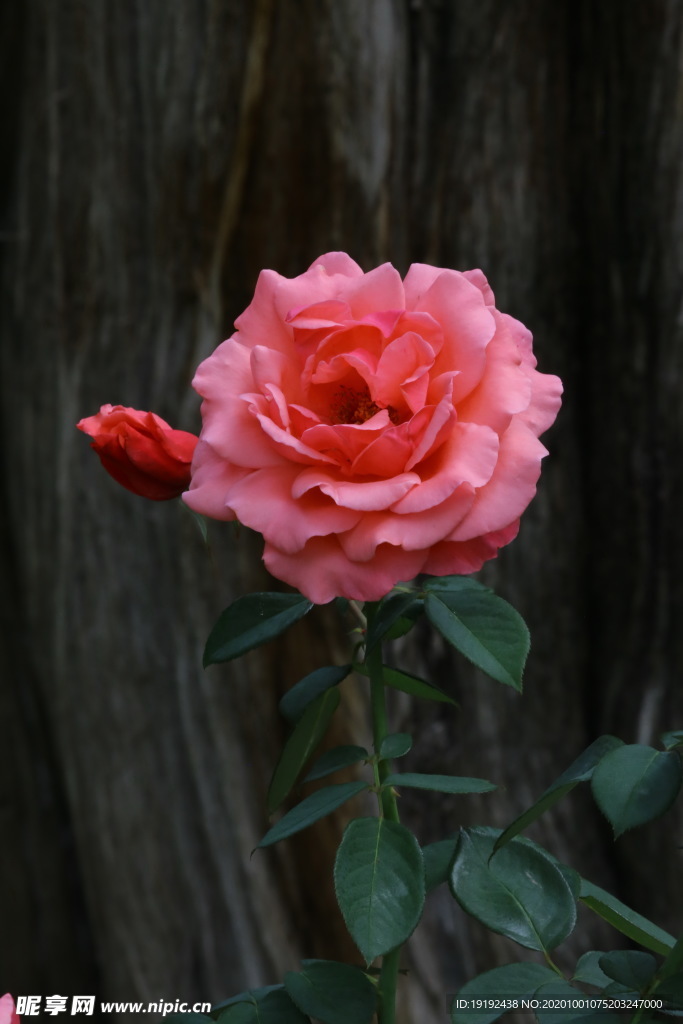 月季花