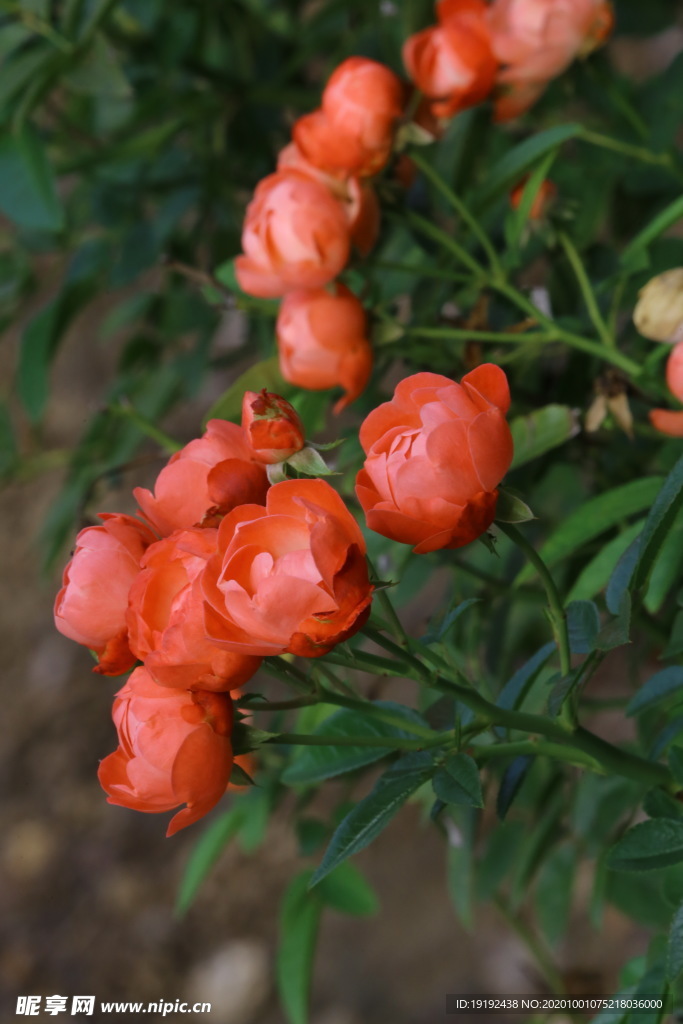 月季花