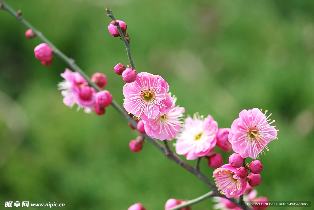 梅花