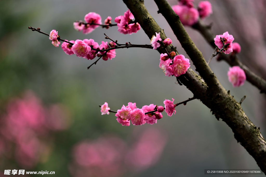 梅花