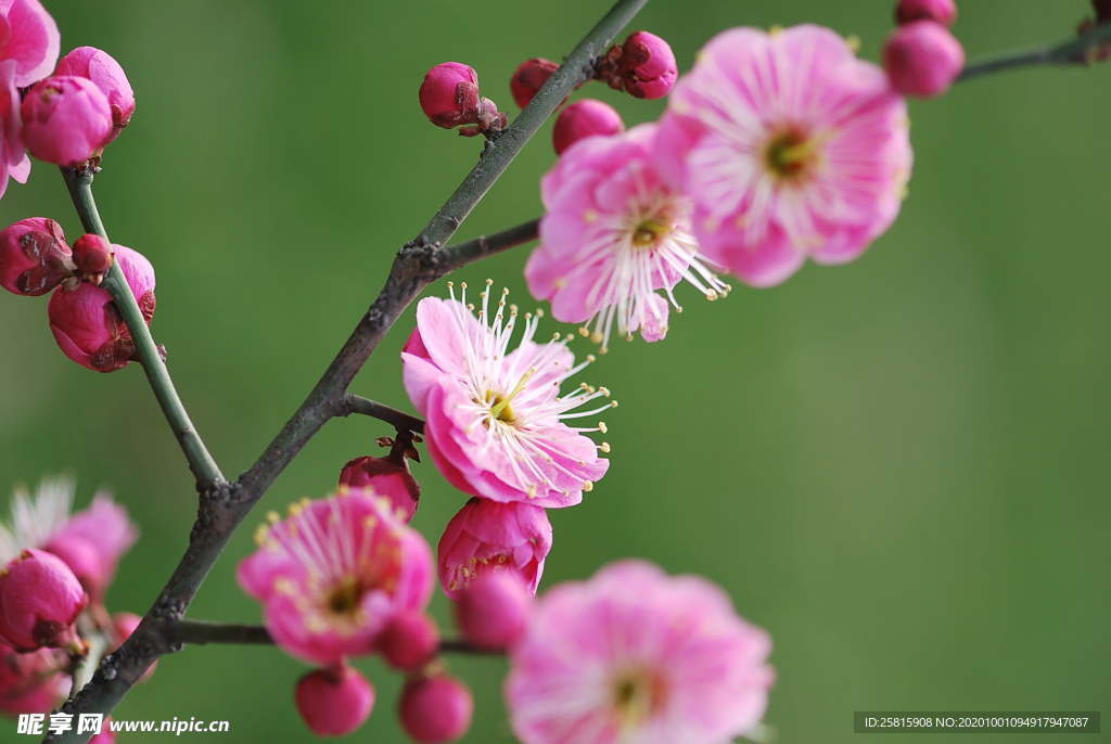 梅花