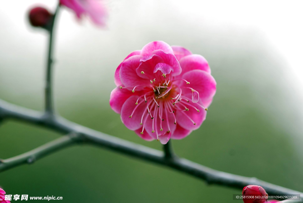 梅花