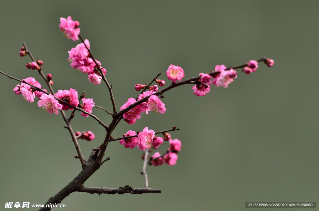 梅花