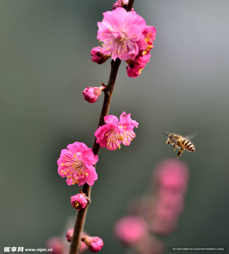 梅花