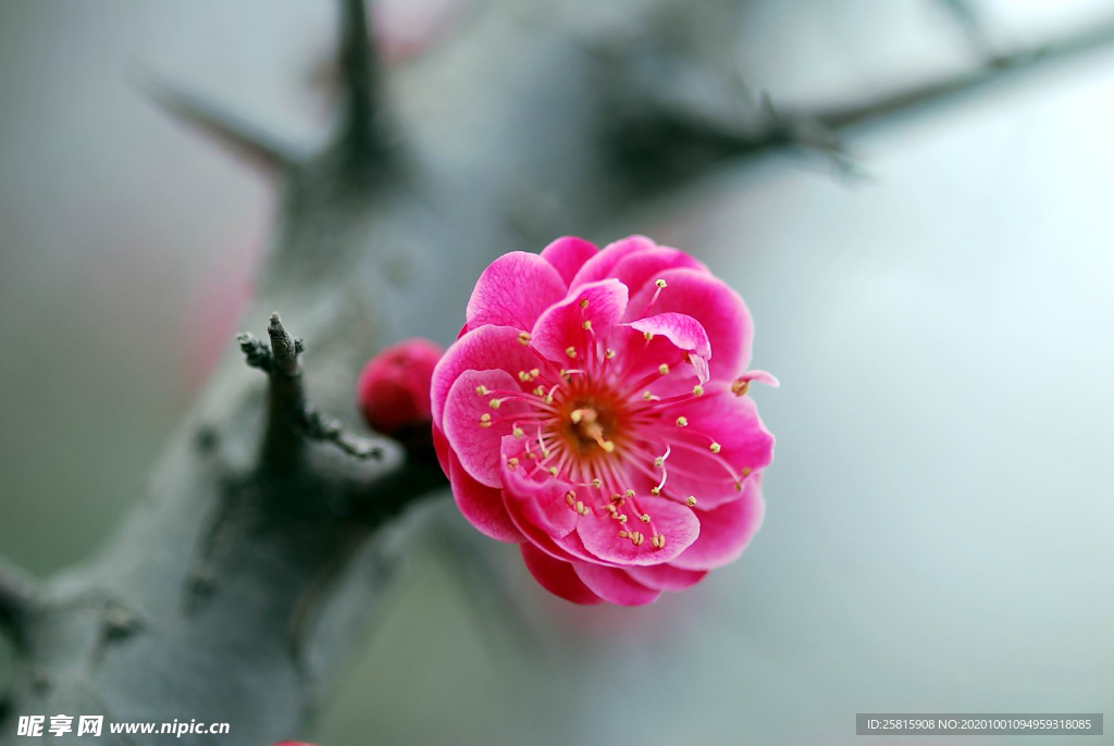 梅花