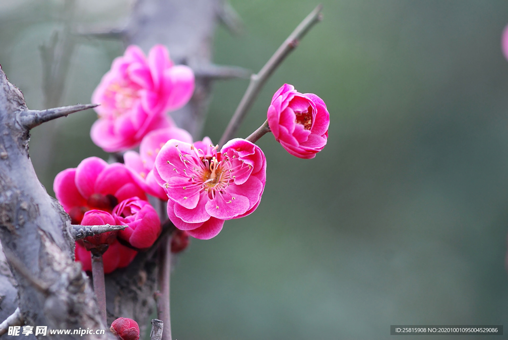 梅花