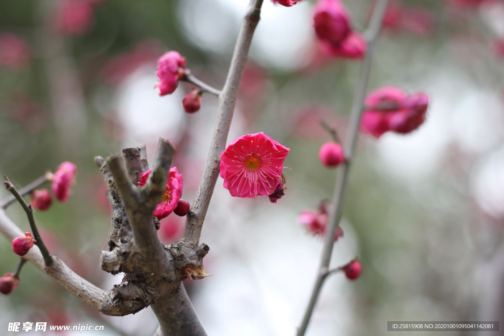 梅花