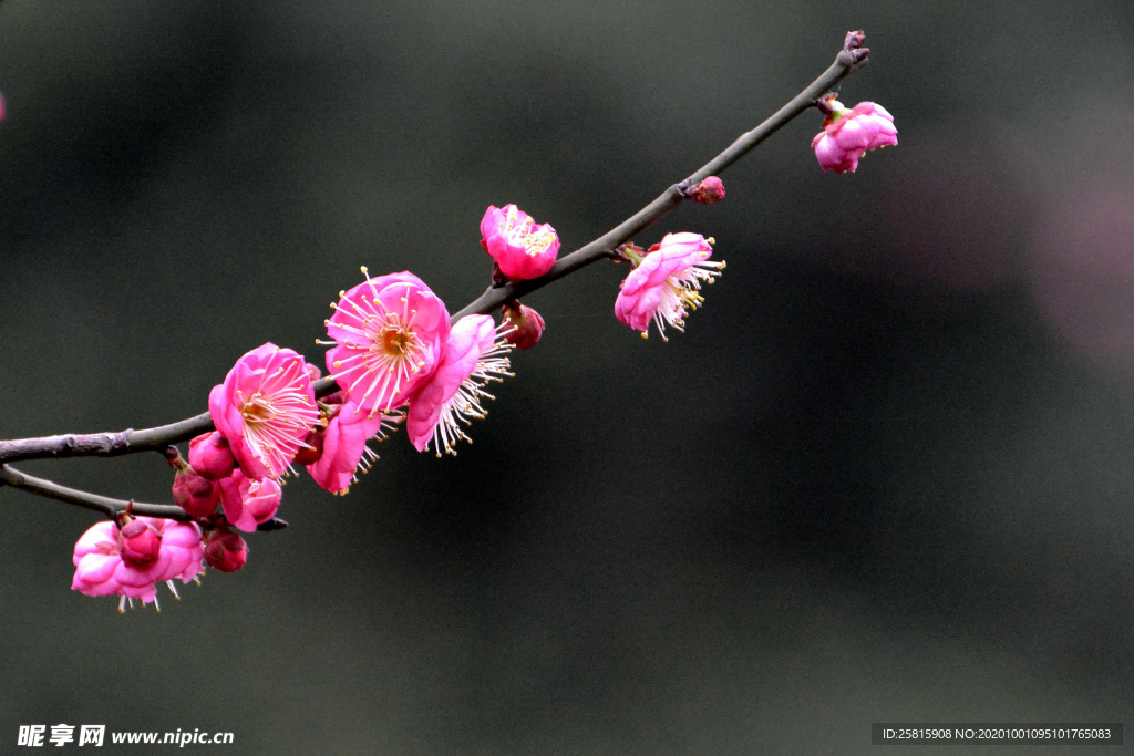 梅花