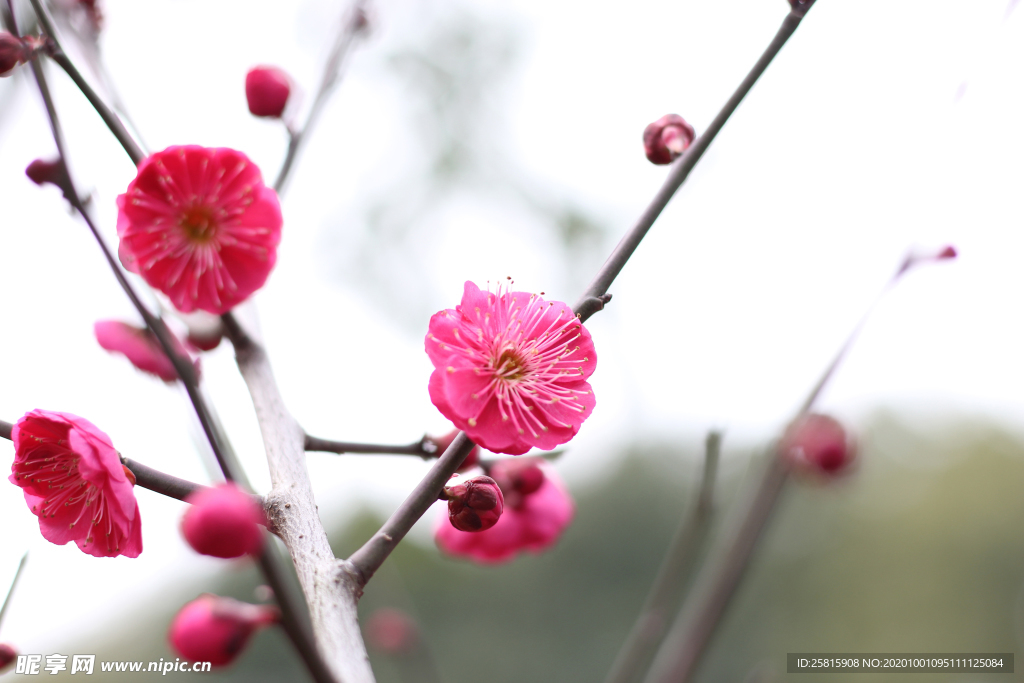 梅花