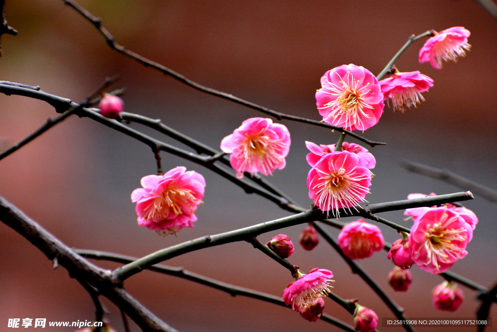 梅花