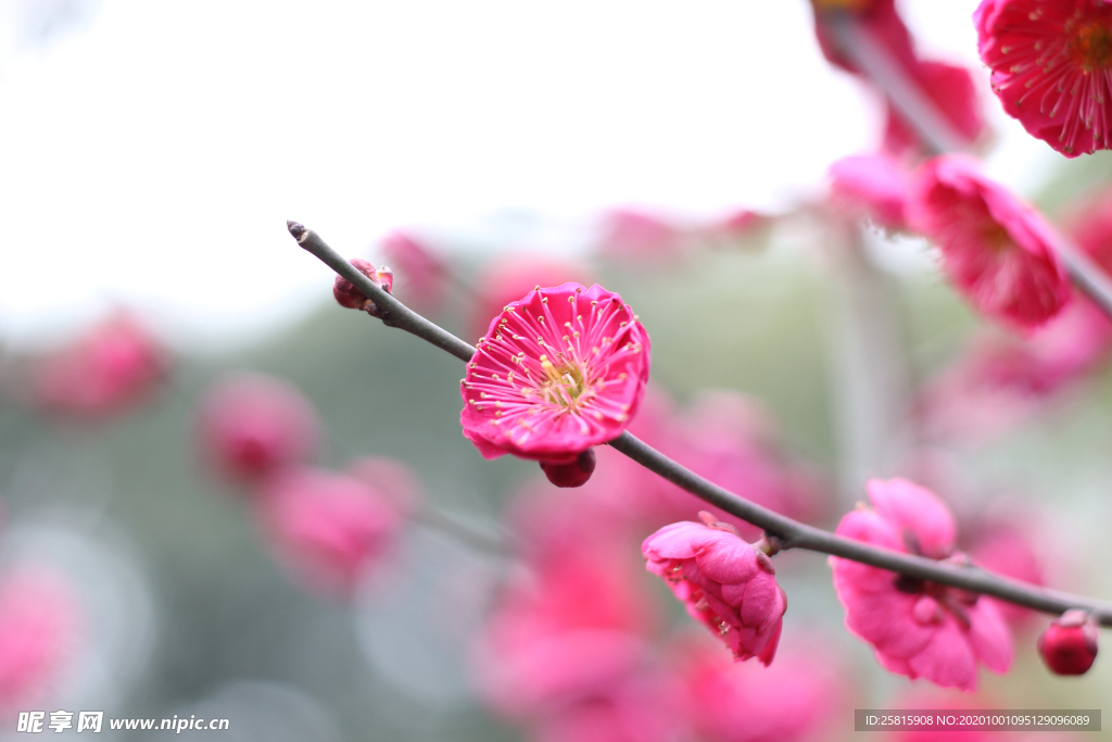 梅花