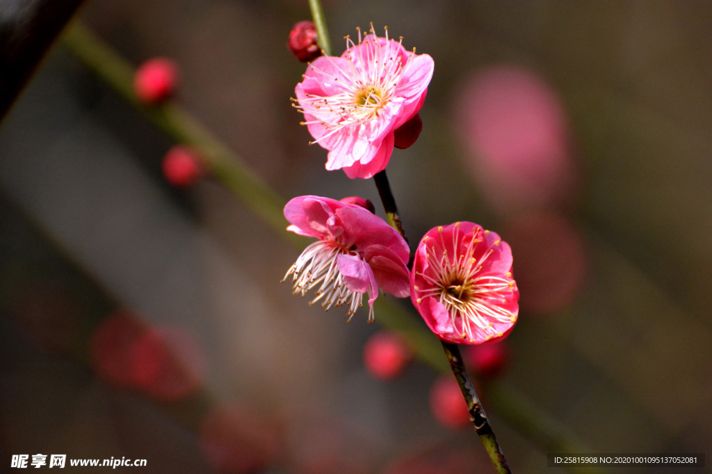 梅花