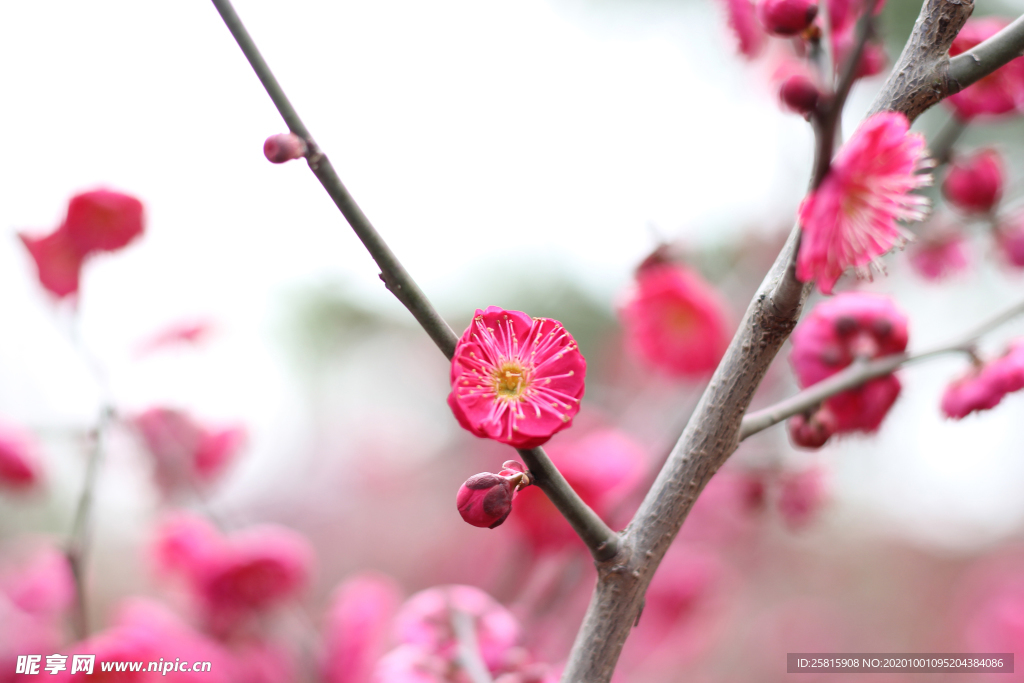 梅花