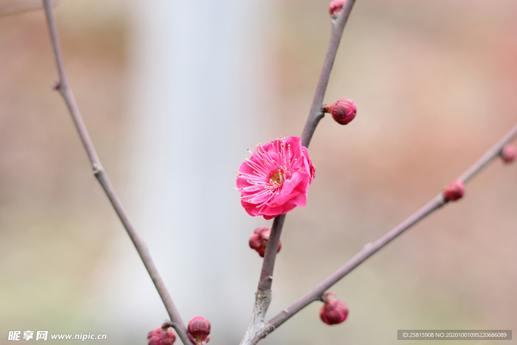 梅花