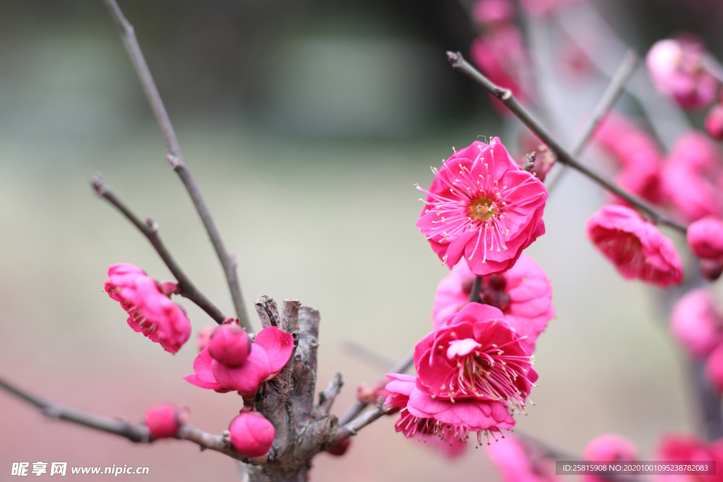 梅花