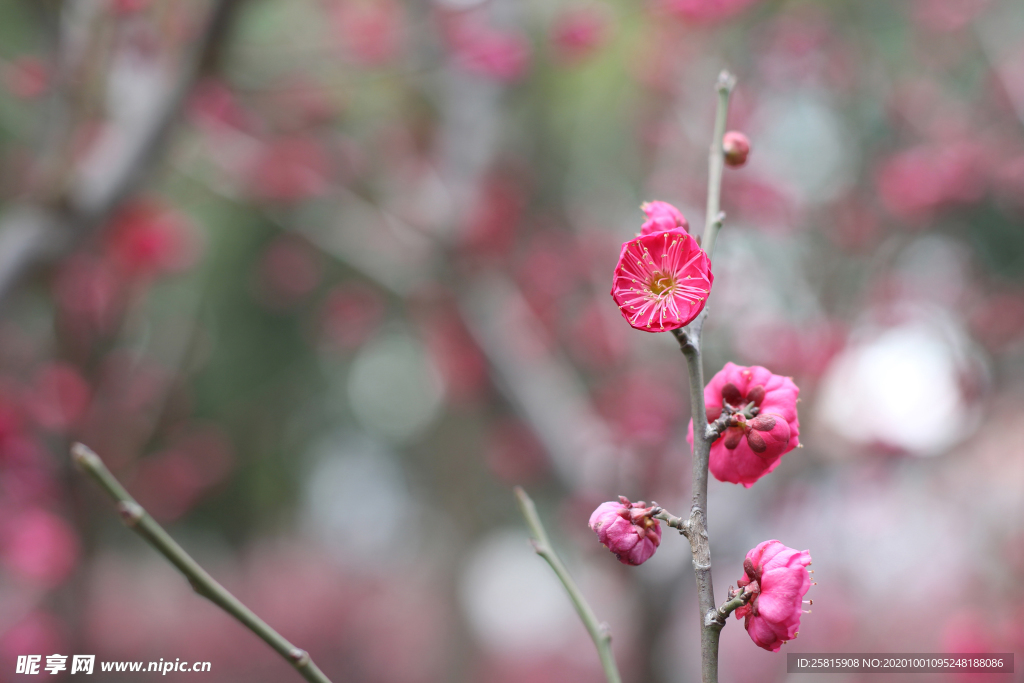 梅花