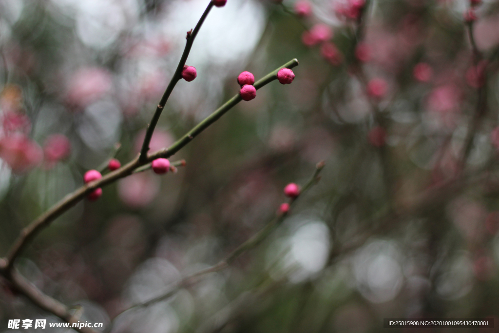 梅花