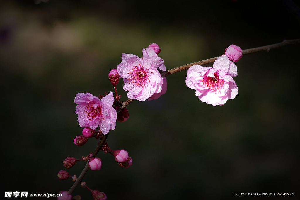 梅花