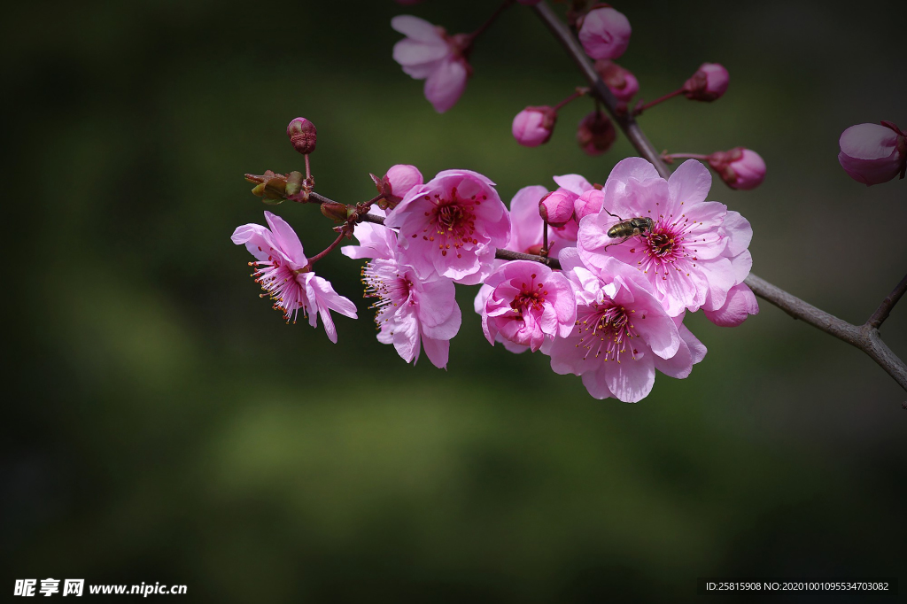 梅花