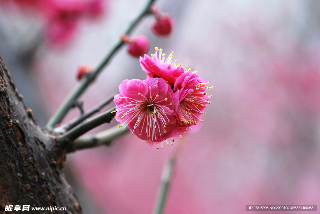 梅花