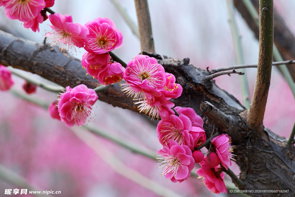 梅花