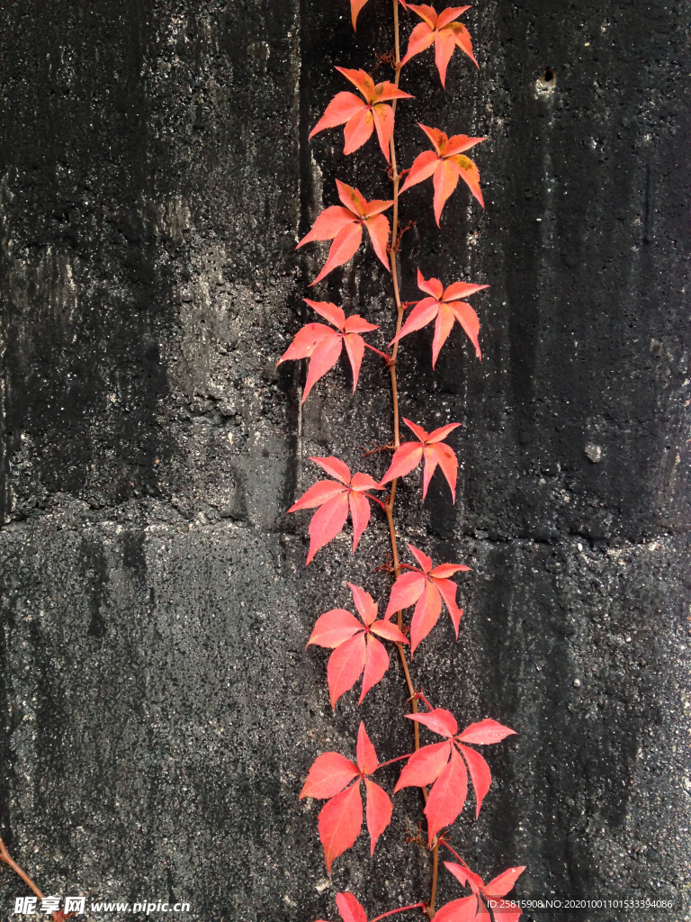 爬山虎
