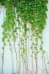 爬山虎