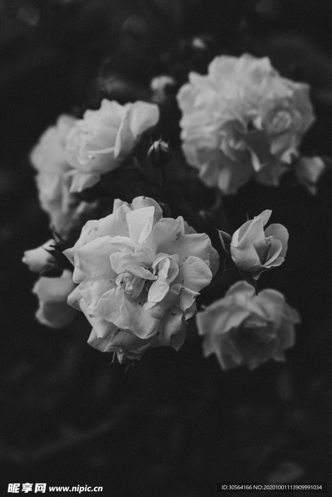黑白花朵艺术背景海报素材
